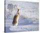 White-Tailed Jackrabbit-Shlomo Waldmann-Stretched Canvas