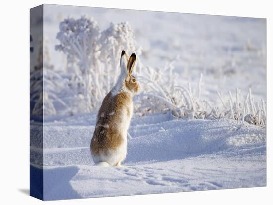 White-Tailed Jackrabbit-Shlomo Waldmann-Premier Image Canvas