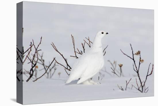 White-Tailed Ptarmigan Male in Snow-null-Premier Image Canvas