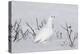 White-Tailed Ptarmigan Male in Snow-null-Premier Image Canvas