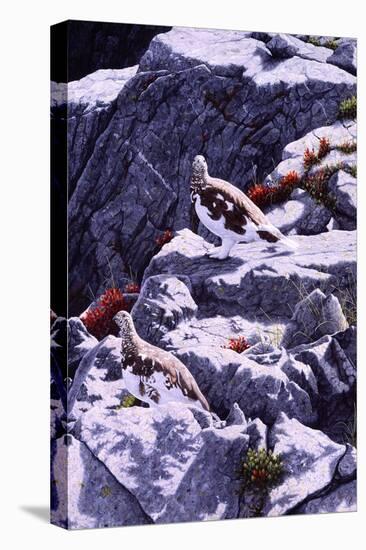 White-Tailed Ptarmigan-Jeff Tift-Premier Image Canvas