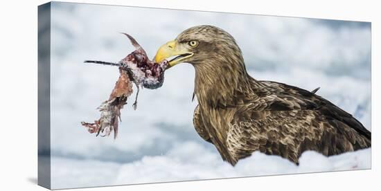 White Tailed Sea Eagle (Haliaeetus Albicilla) Feeding on Fish on Pack Ice-Wim van den Heever-Premier Image Canvas