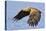 White-Tailed Sea Eagle (Haliaeetus Albicilla) In Flight. Flatanger, Norway, May-Andy Trowbridge-Premier Image Canvas