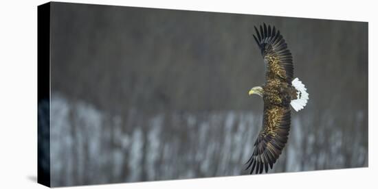 White Tailed Sea Eagle (Haliaeetus Albicilla) in Flight, Hokkaido, Japan, March-Wim van den Heever-Premier Image Canvas