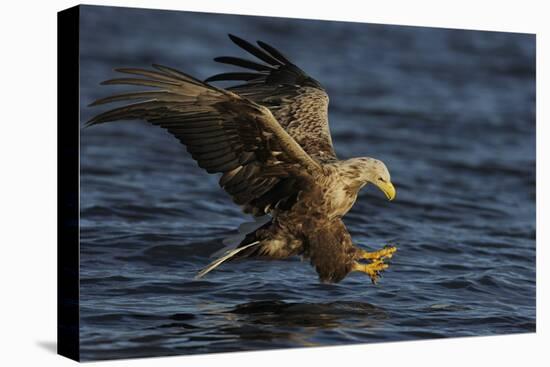 White Tailed Sea Eagle Hunting, North Atlantic, Flatanger, Nord-Trøndelag, Norway, August-Widstrand-Premier Image Canvas