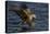 White Tailed Sea Eagle Hunting, North Atlantic, Flatanger, Nord-Trøndelag, Norway, August-Widstrand-Premier Image Canvas
