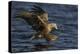 White Tailed Sea Eagle Hunting, North Atlantic, Flatanger, Nord-Trøndelag, Norway, August-Widstrand-Premier Image Canvas