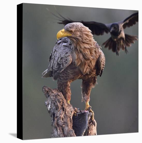 White tailed sea eagle perched on tree stump with fish. Danube Delta, Romania. May-Loic Poidevin-Premier Image Canvas