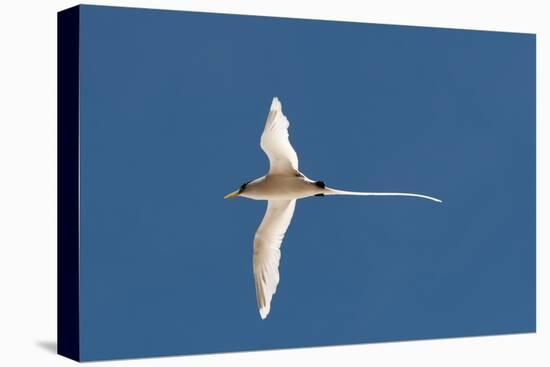 White-Tailed Tropicbird (Phaethon Lepturus), Fregate Island, Seychelles, Indian Ocean, Africa-Sergio Pitamitz-Premier Image Canvas