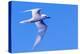 White Tern in Hawaiian a Manu-o-Ku in flight. Waikiki.-Tom Norring-Premier Image Canvas