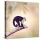 White Throated Capuchin Monkey on a Branch-Svetlana Foote-Premier Image Canvas