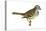 White-Throated Sparrow (Zonotrichia Albicollis), Birds-Encyclopaedia Britannica-Stretched Canvas