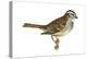 White-Throated Sparrow (Zonotrichia Albicollis), Birds-Encyclopaedia Britannica-Stretched Canvas