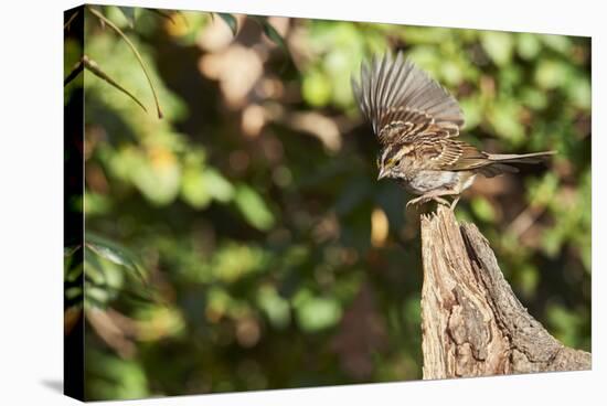 White-Throated Sparrow-Gary Carter-Premier Image Canvas
