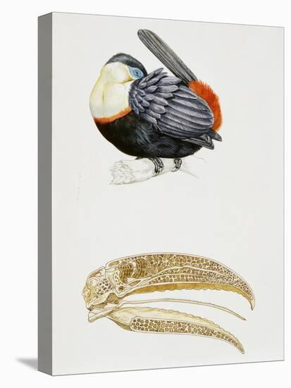White-Throated Toucan (Ramphastos Tucanus) and its Beak Bone Structure, Ramphastidae-null-Premier Image Canvas
