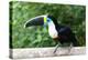 White-throated toucan (Ramphastos tucanus), Manu National Park cloud forest, Peru-G&M Therin-Weise-Premier Image Canvas