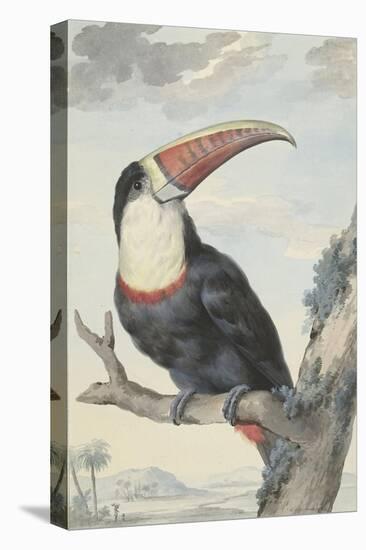 White-Throated Toucan-Aert Schouman-Stretched Canvas