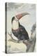 White-Throated Toucan-Aert Schouman-Stretched Canvas