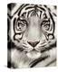 White Tiger Face Portrait-Rachel Stribbling-Stretched Canvas