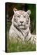 White Tiger in Grass-Lantern Press-Stretched Canvas