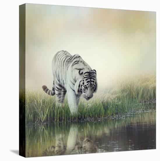 White Tiger near A Pond-abracadabra99-Premier Image Canvas