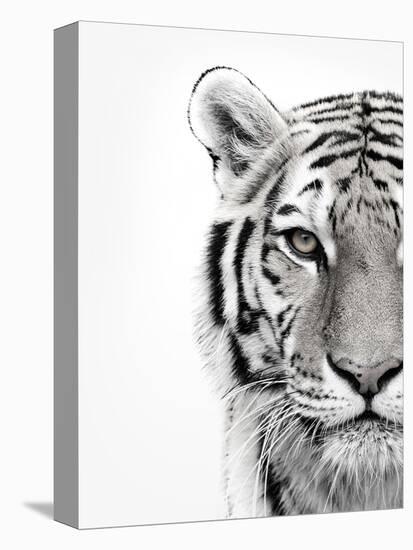 White Tiger-Design Fabrikken-Premier Image Canvas