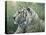 White Tiger-Jeff Tift-Premier Image Canvas