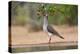 White-tipped Dove (Leptotila verreauxi) feeding on Manzanita fruits-Larry Ditto-Premier Image Canvas