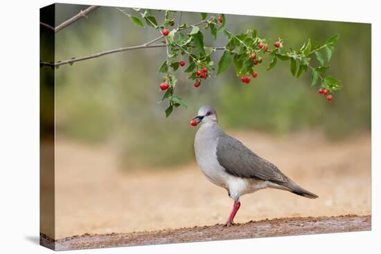 White-tipped Dove (Leptotila verreauxi) feeding on Manzanita fruits-Larry Ditto-Premier Image Canvas