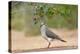 White-tipped Dove (Leptotila verreauxi) feeding on Manzanita fruits-Larry Ditto-Premier Image Canvas