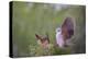 White-tipped dove (Leptotila verreauxi) landing on stump.-Larry Ditto-Premier Image Canvas