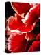 White Tipped Red Tulip I-Rachel Perry-Stretched Canvas