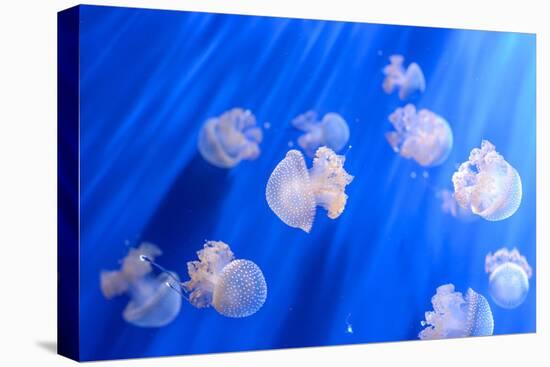 White Transparent Jellyfish or Jellies, Medusa, Swiming in A Blue Aquarium-PhotoTomek-Premier Image Canvas