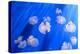 White Transparent Jellyfish or Jellies, Medusa, Swiming in A Blue Aquarium-PhotoTomek-Premier Image Canvas