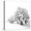 White Trees-Philippe Sainte-Laudy-Premier Image Canvas