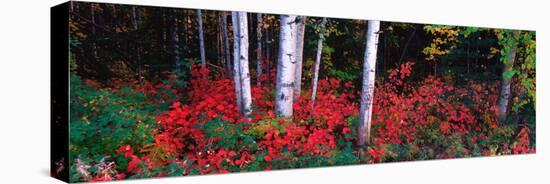 White Trunks of Autumn Aspens and Wild Current, Alaska, USA-Terry Eggers-Premier Image Canvas