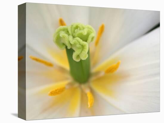White Tulip Close Up-Anna Miller-Premier Image Canvas