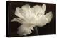 White Tulip II-Cora Niele-Premier Image Canvas