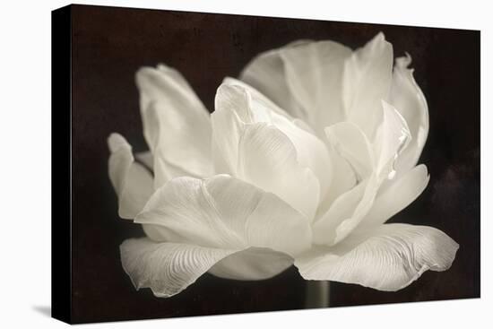 White Tulip III-Cora Niele-Premier Image Canvas