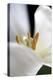 White Tulip-Tammy Putman-Premier Image Canvas
