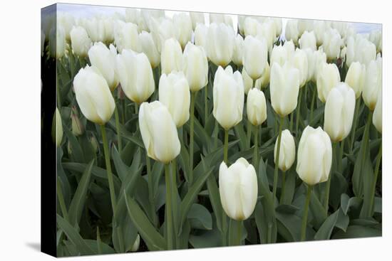 White Tulips I-Dana Styber-Premier Image Canvas