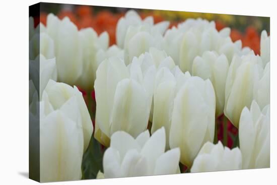 White Tulips II-Dana Styber-Premier Image Canvas