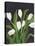 White Tulips on Black (1)-Pamela Munger-Stretched Canvas