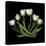 White Tulips-Magda Indigo-Stretched Canvas