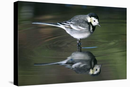 White Wagtail-Colin Varndell-Premier Image Canvas