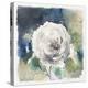 White Washed Rose-Carol Robinson-Stretched Canvas
