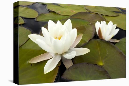 White Water Lily (Nymphaea Alba) in Flower, Scotland, UK, July. 2020Vision Book Plate-Mark Hamblin-Premier Image Canvas
