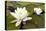White Water Lily (Nymphaea Alba) in Flower, Scotland, UK, July. 2020Vision Book Plate-Mark Hamblin-Premier Image Canvas