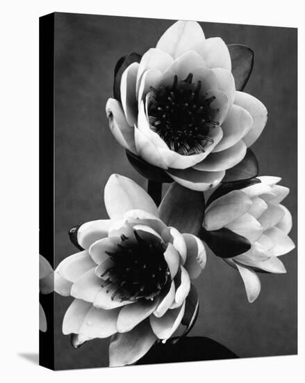 White Water Lily-null-Stretched Canvas