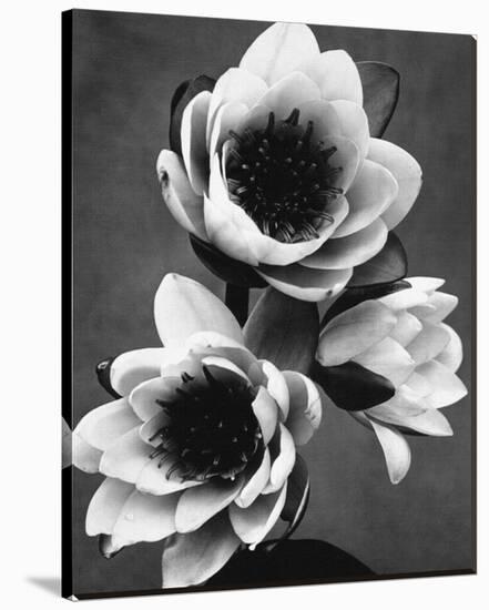 White Water Lily-null-Stretched Canvas